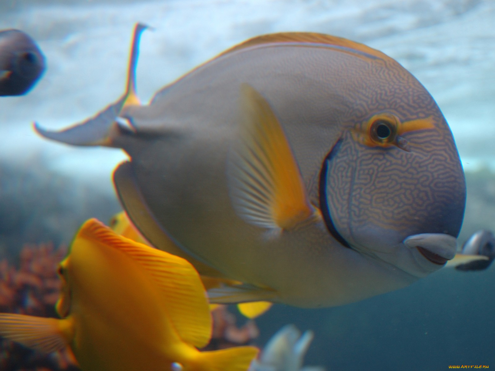 vista, fish, , 